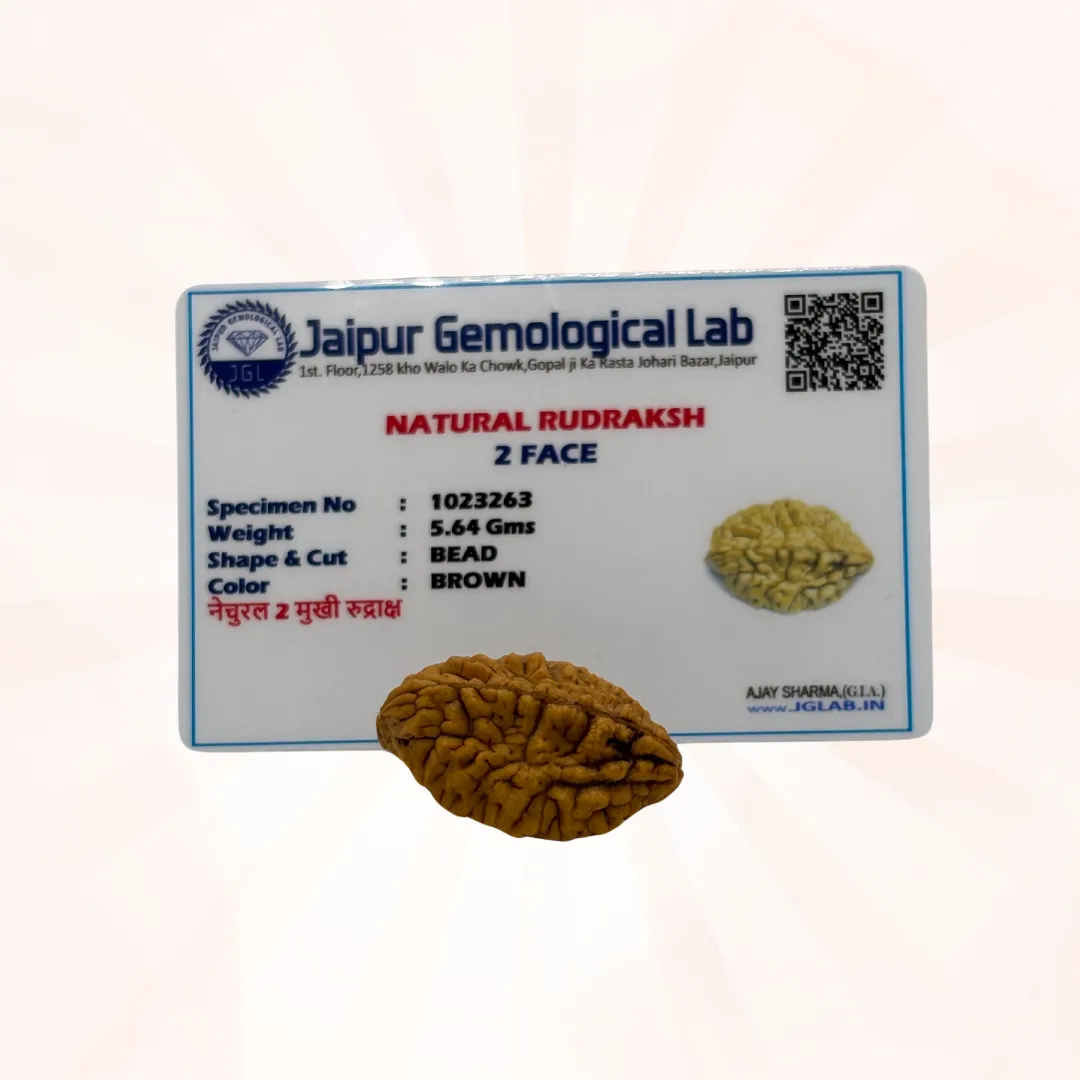 2 Mukhi Rudraksh